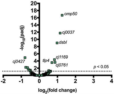 Binding of Phage-Encoded FlaGrab to Motile Campylobacter jejuni Flagella Inhibits Growth, Downregulates Energy Metabolism, and Requires Specific Flagellar Glycans